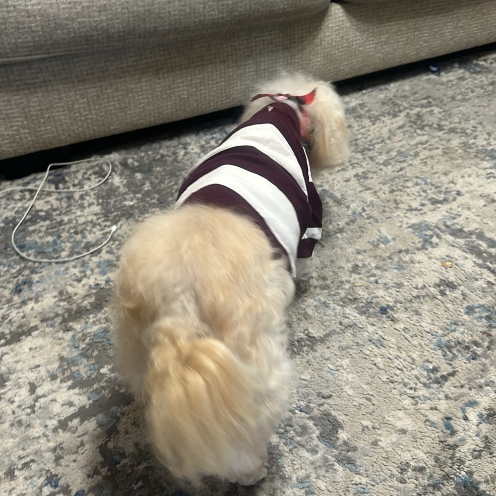Striped Jersey-Knit Polo Shirt for Pets - Picture 6 of 6